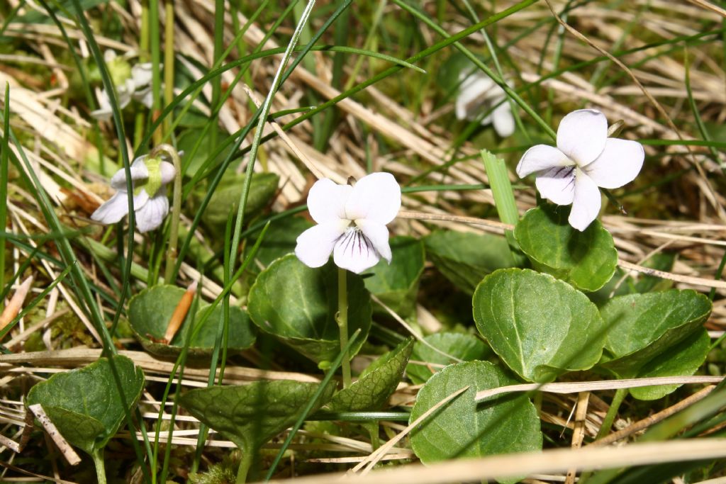 Canton Ticino : Viola palustris